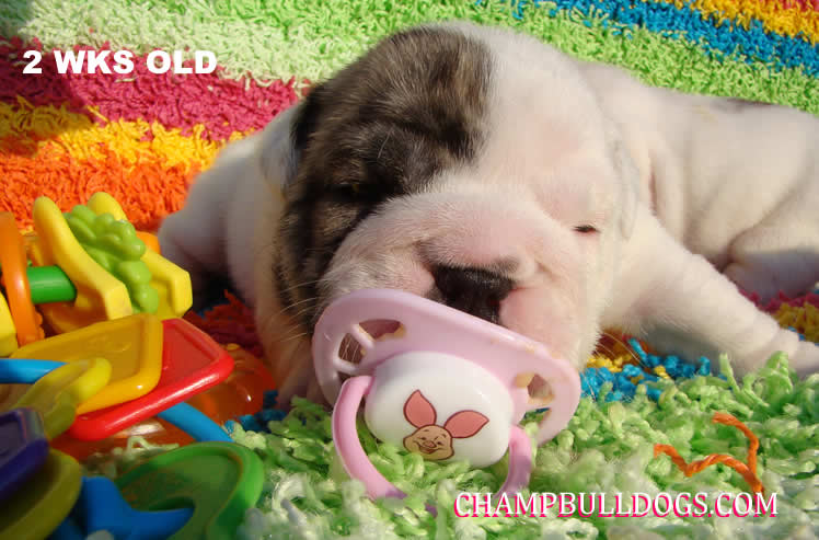 English bulldog pictures